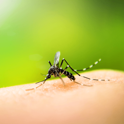 MOSQUITO CONTROL